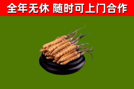 大鹏回收散虫草